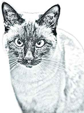 Sanat Köpek Ltd.Şti. Siyam, Kedi Görüntüsü olan Seramik Karodan Oval Mezar Taşı